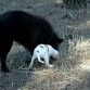 Blacky es un experto buscador de topillos. Sus nada menos que diez años de experiencia le convierten en un maestro donde los haya... y hay que aprender de los expertos.